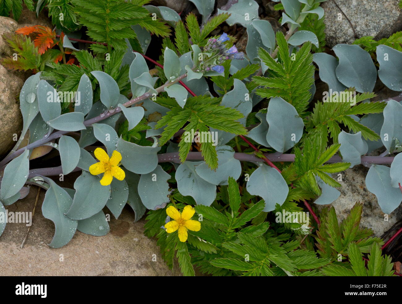 Silverweed and Oysterplant on shingle beach at high tide line. Newfoundland. Stock Photo