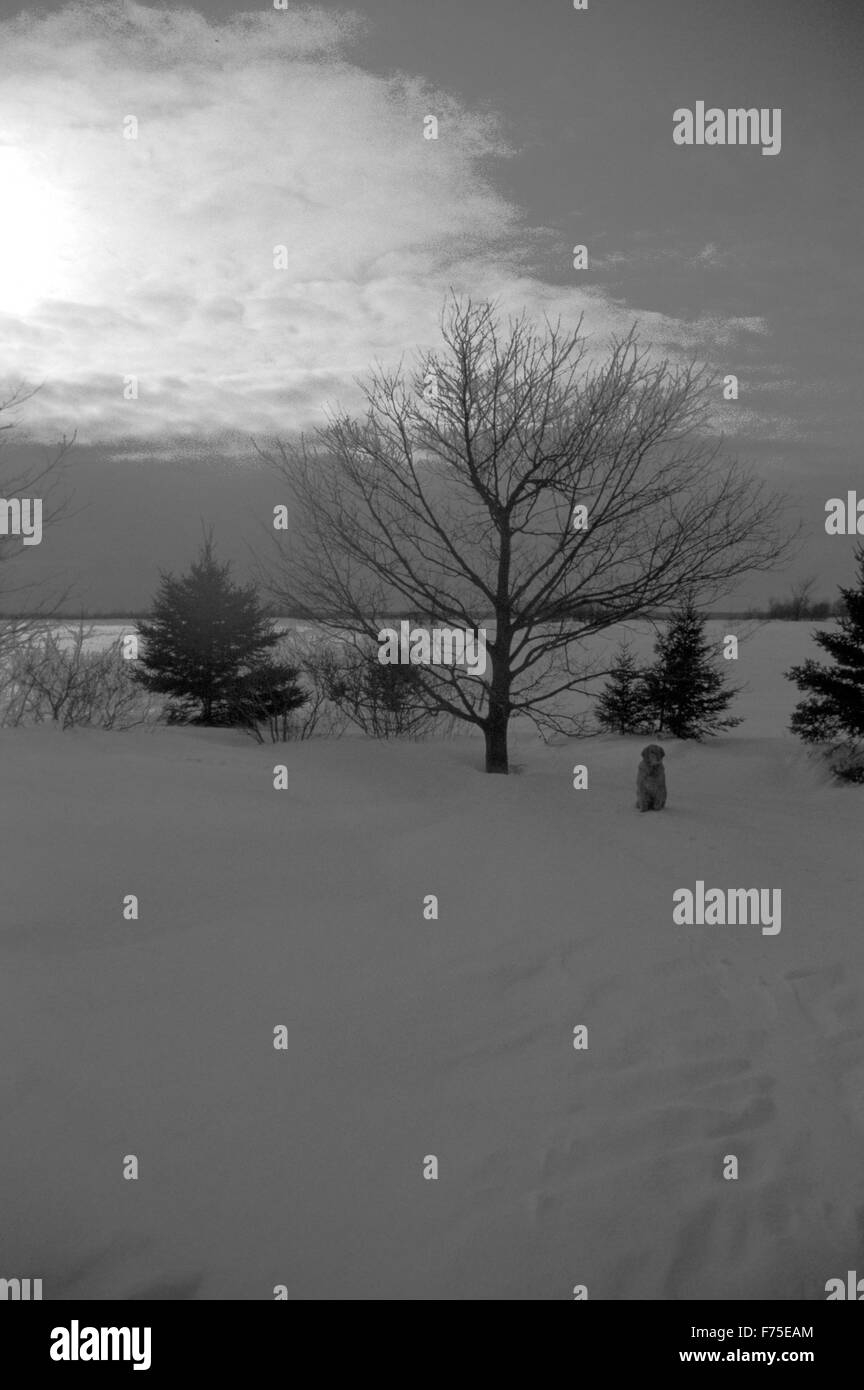 Tree sky cloud Black and White Stock Photos & Images - Alamy
