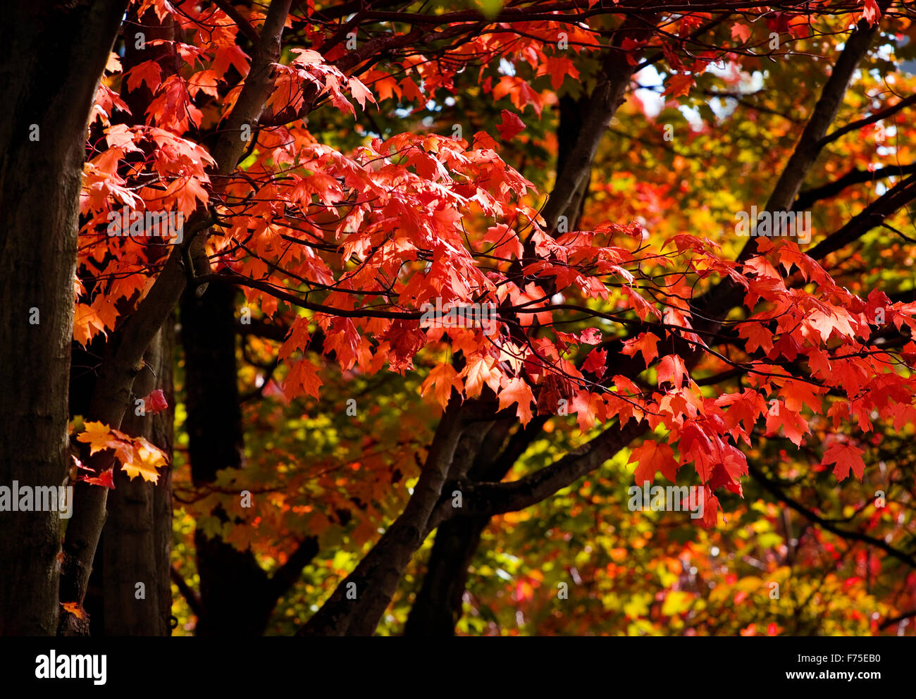 Maple Trees With Red Leaves In Autumn Stock Photo - Alamy