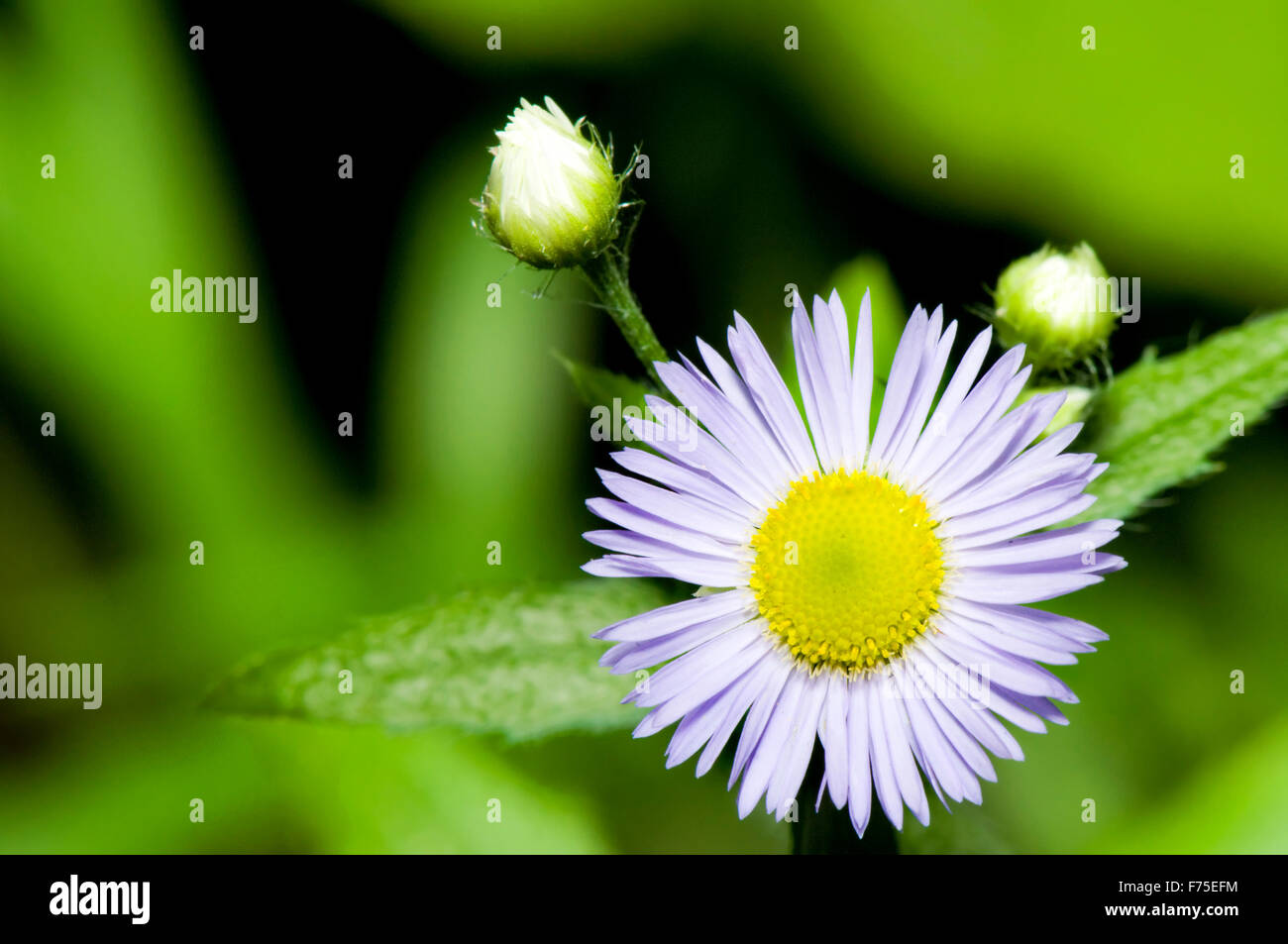 Ox eye macro white yellow hi-res stock photography and images - Alamy