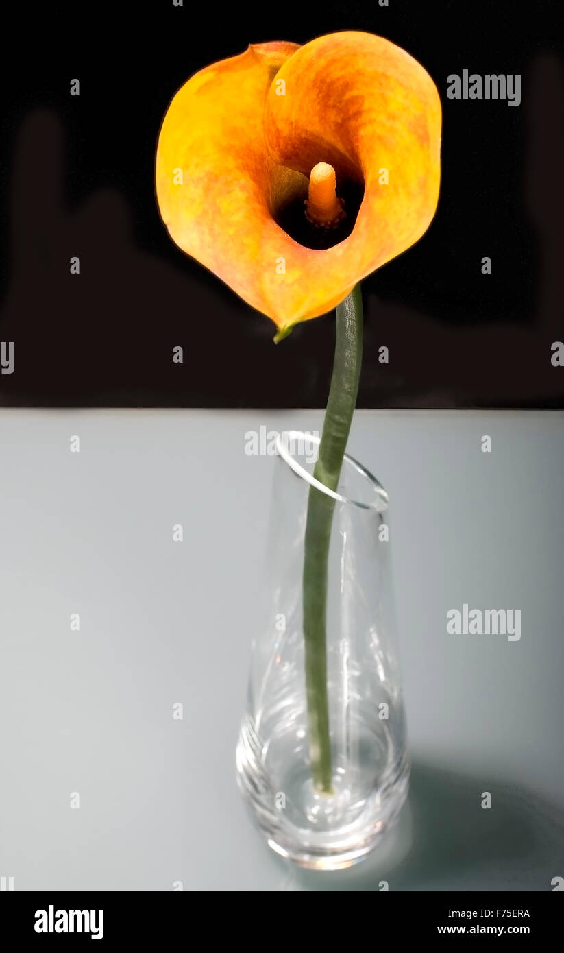 Flower lamp Stock Photo