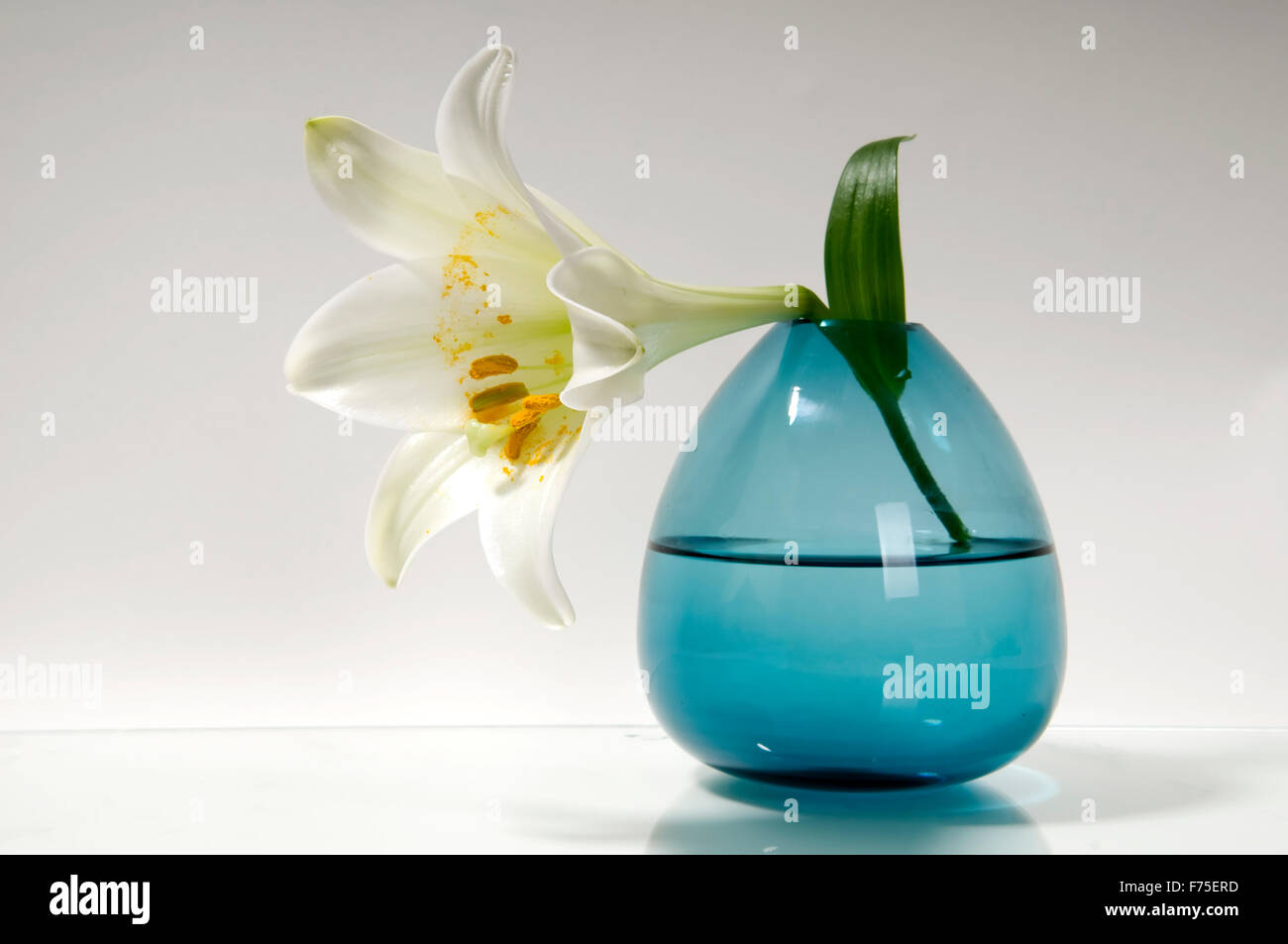 White lily design Stock Photo