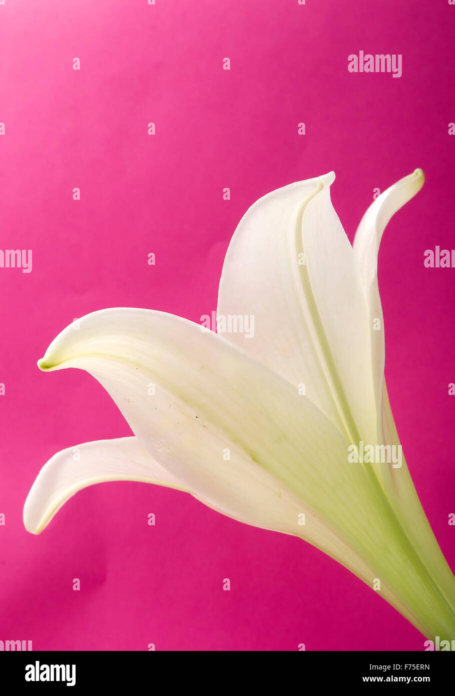 White lily on pink background Stock Photo