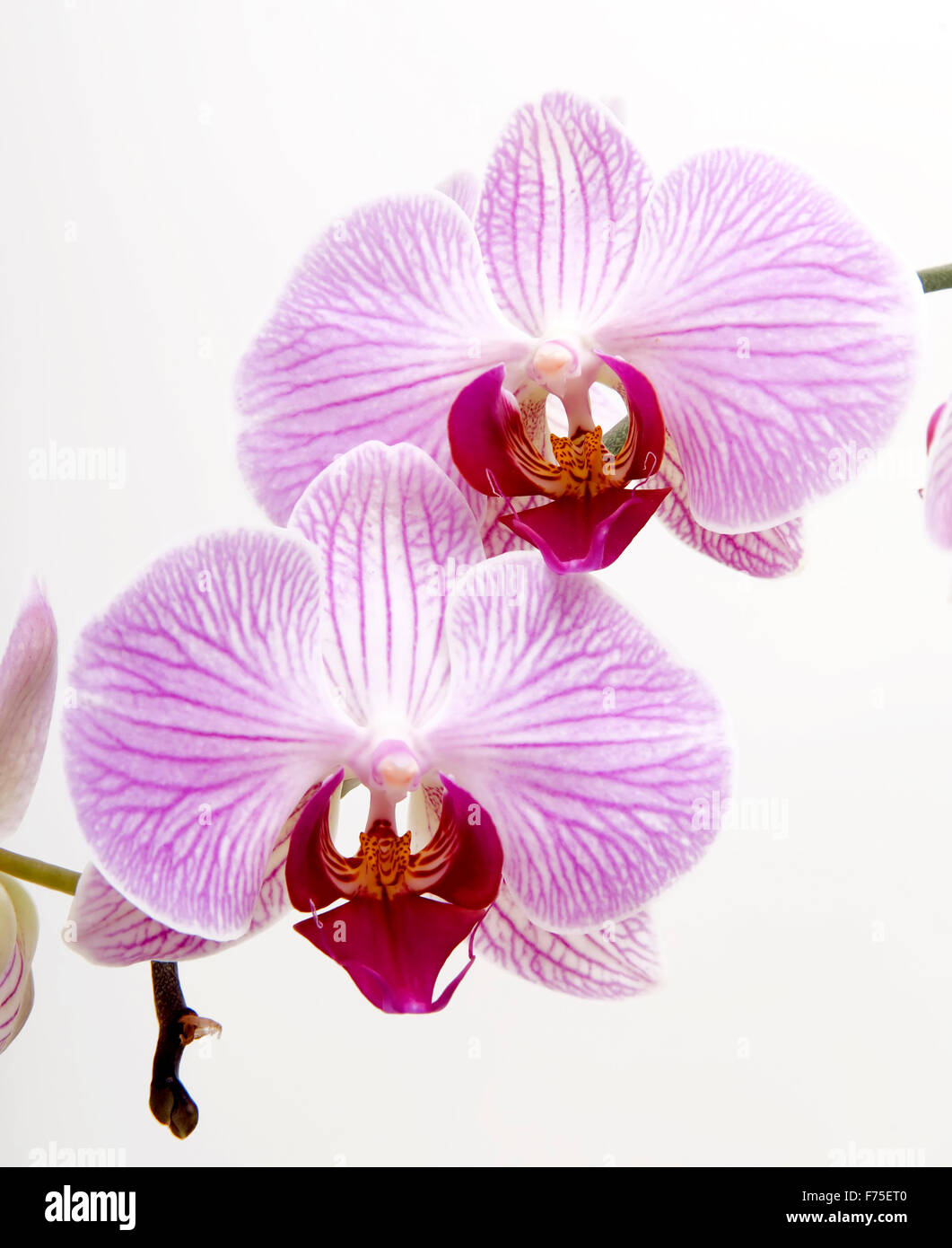 Orchids Stock Photo