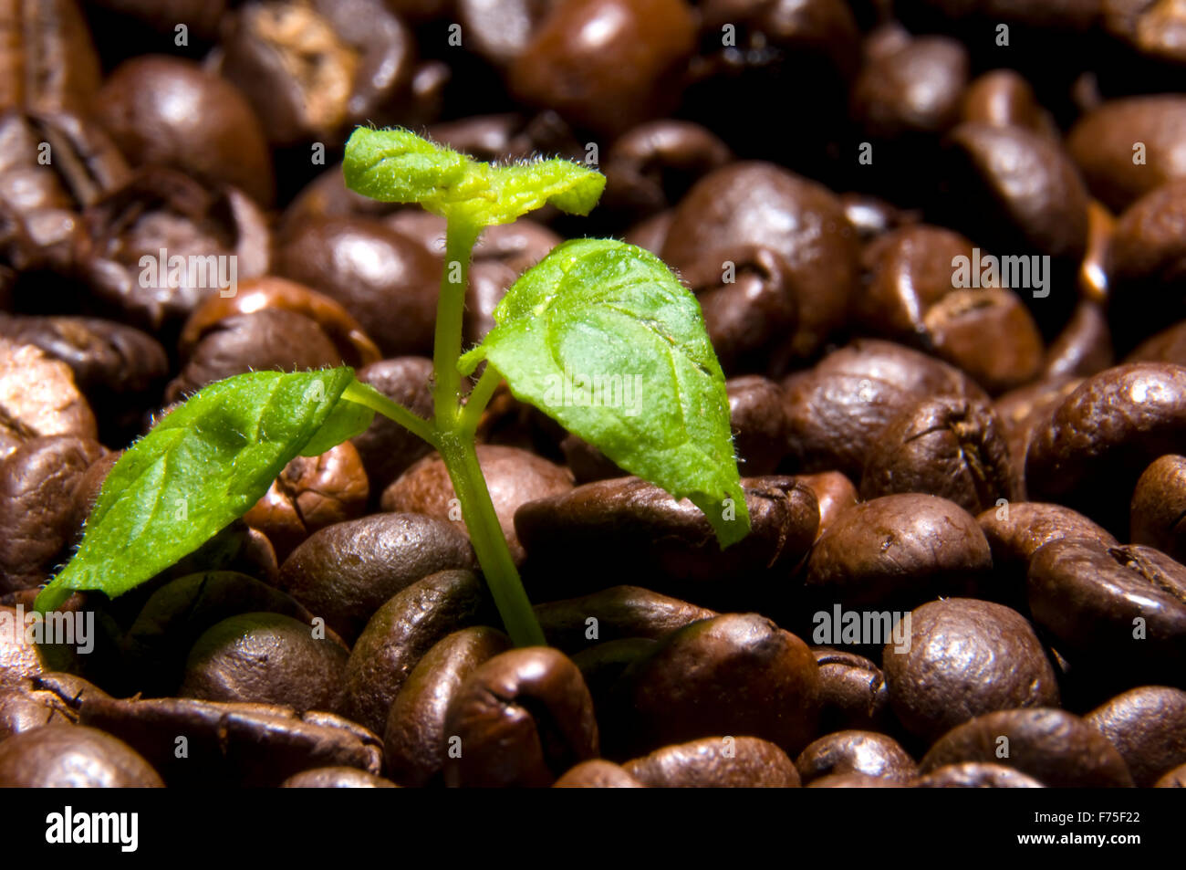 Coffee source Stock Photo