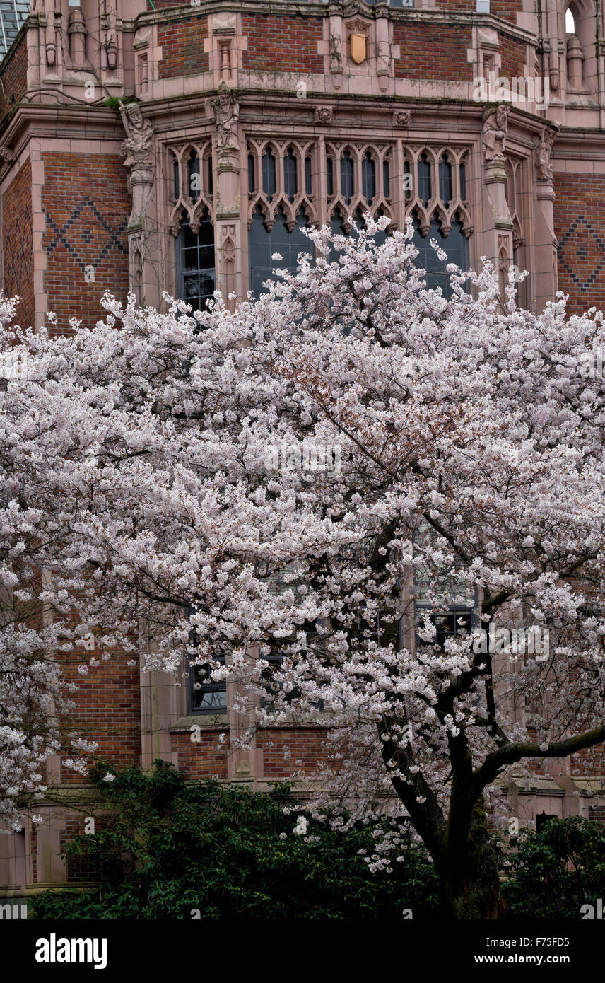 WA12140-00...WASHINGTON - Cherry trees in bloom on The Quad area of the Seattle campus of the University of Washington. Stock Photo