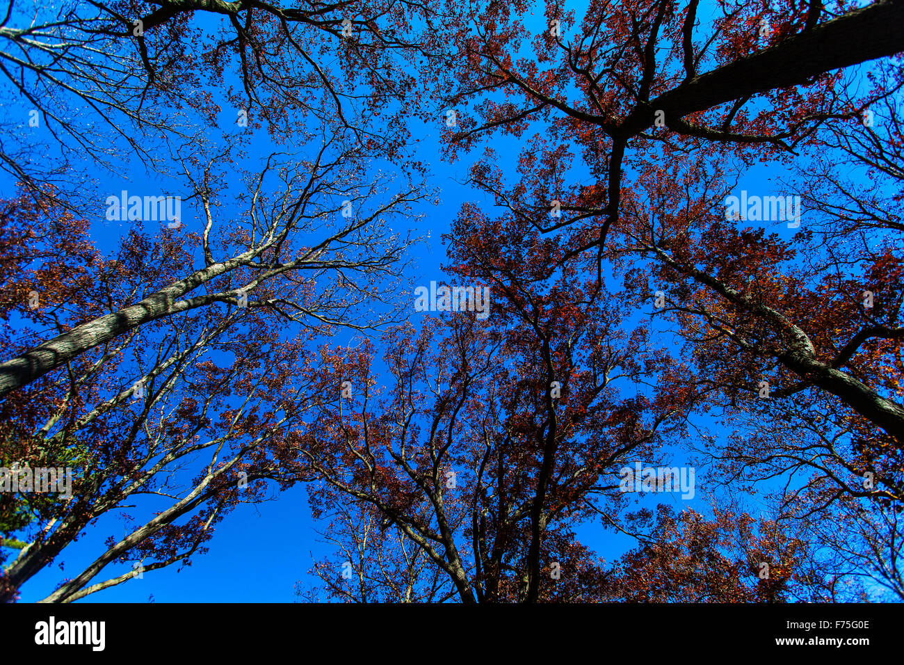 Wide angled Tree Tops Stock Photo