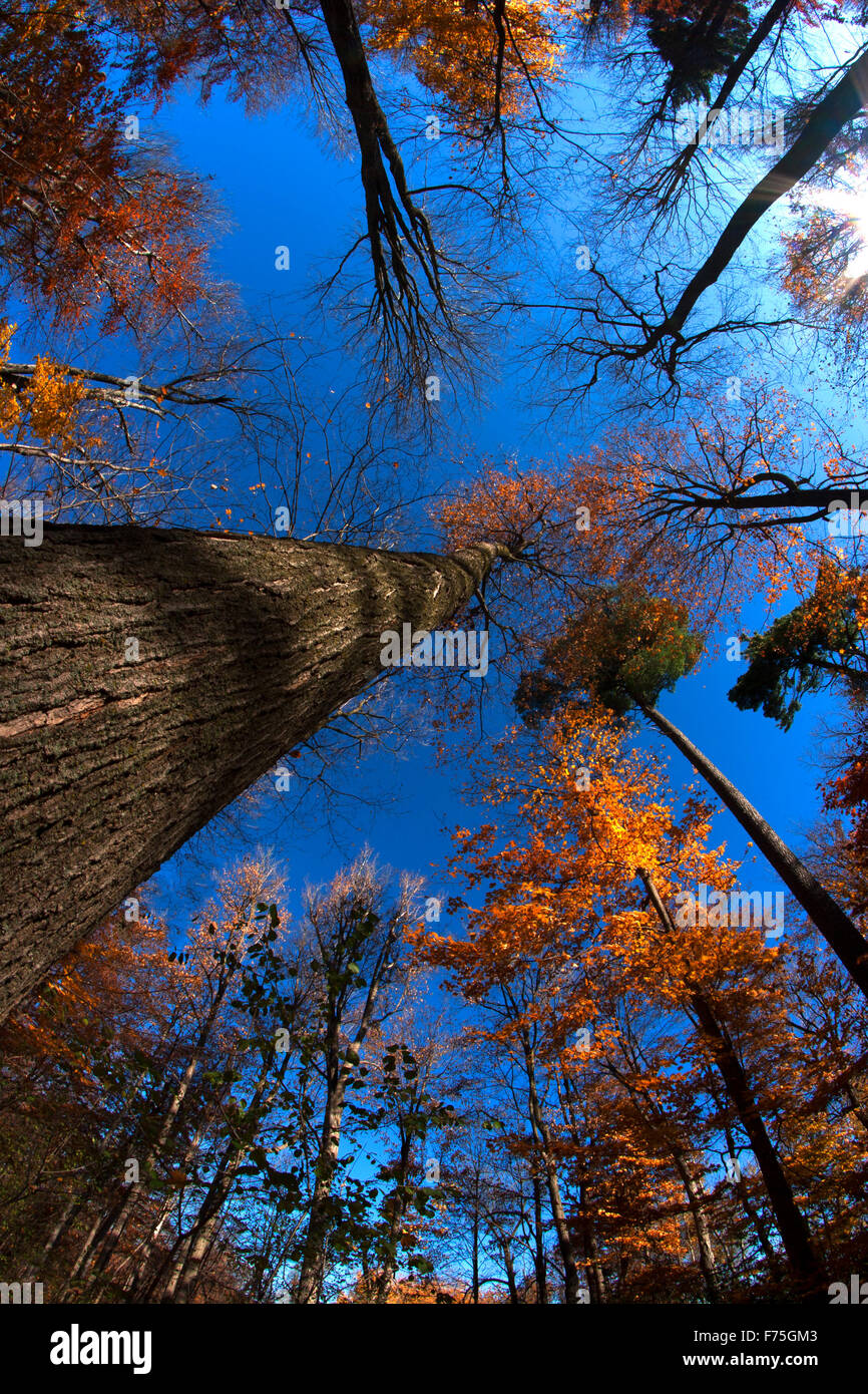 Wide angled Tree Tops Stock Photo Alamy