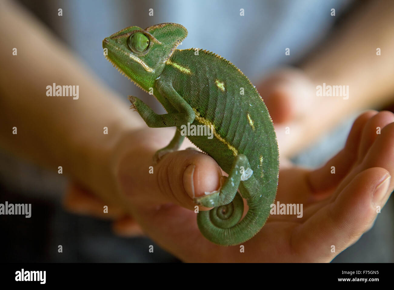 Chameleon in a hand Stock Photo