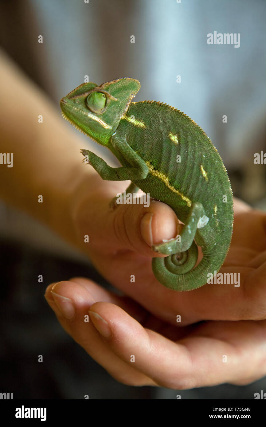 Chameleon in a hand Stock Photo