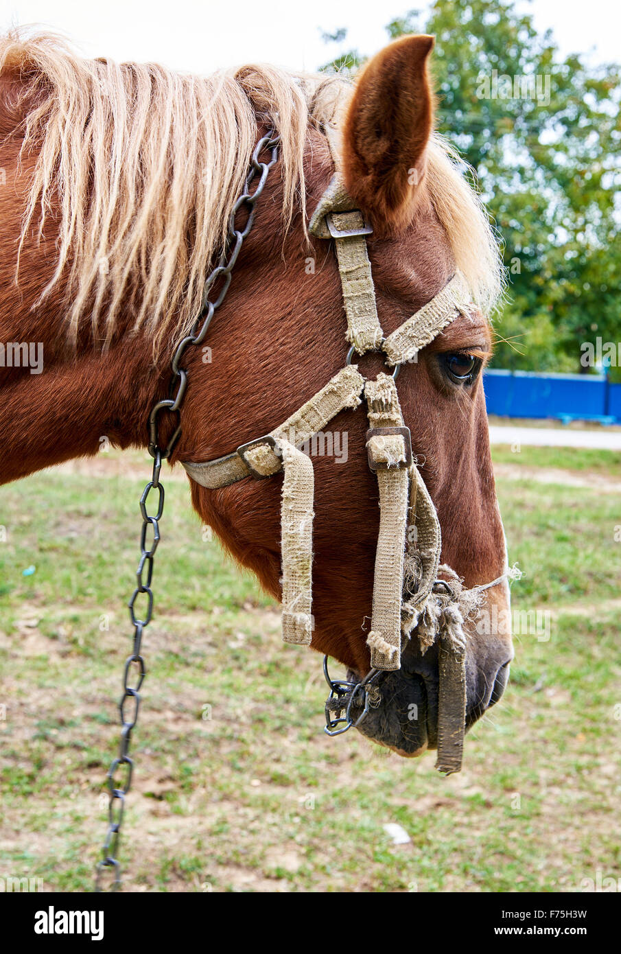 Horse head close up Stock Photo Alamy