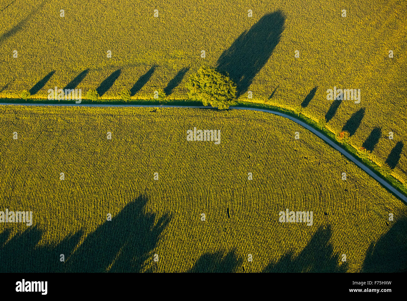 Canola fields with winter crops, dirt road with deciduous trees and long shadows, graphics, structure, Duisburg, Ruhr area, Stock Photo