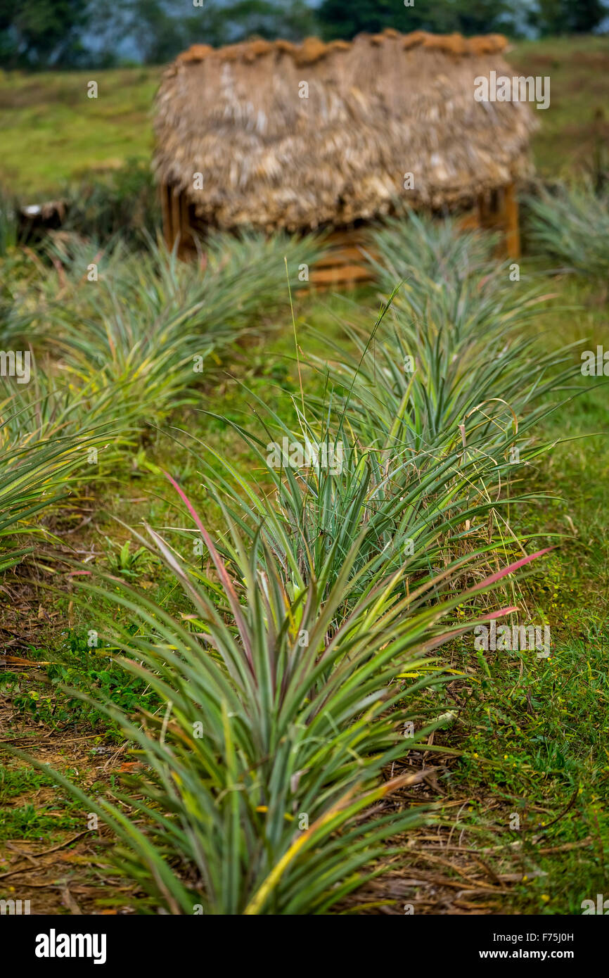 (Ananas comosus), pineapple, pineapple crop rows, peasant's hut, Kata, Cuba, Pinar del Río, Cuba Stock Photo