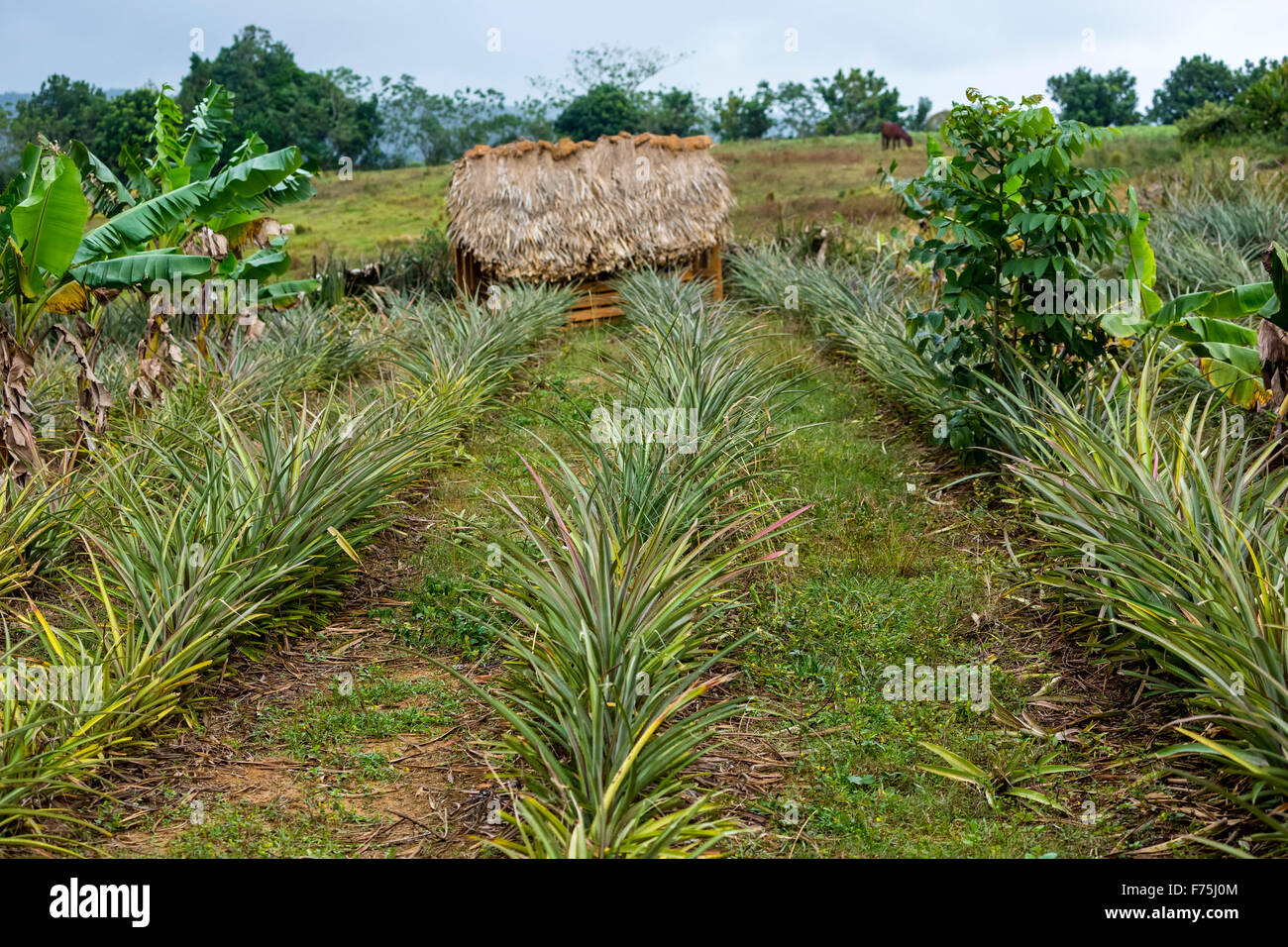 (Ananas comosus), pineapple, pineapple crop rows, pineapple field, farmhouse, Kate, barn, Cuba, Pinar del Río, Cuba Stock Photo