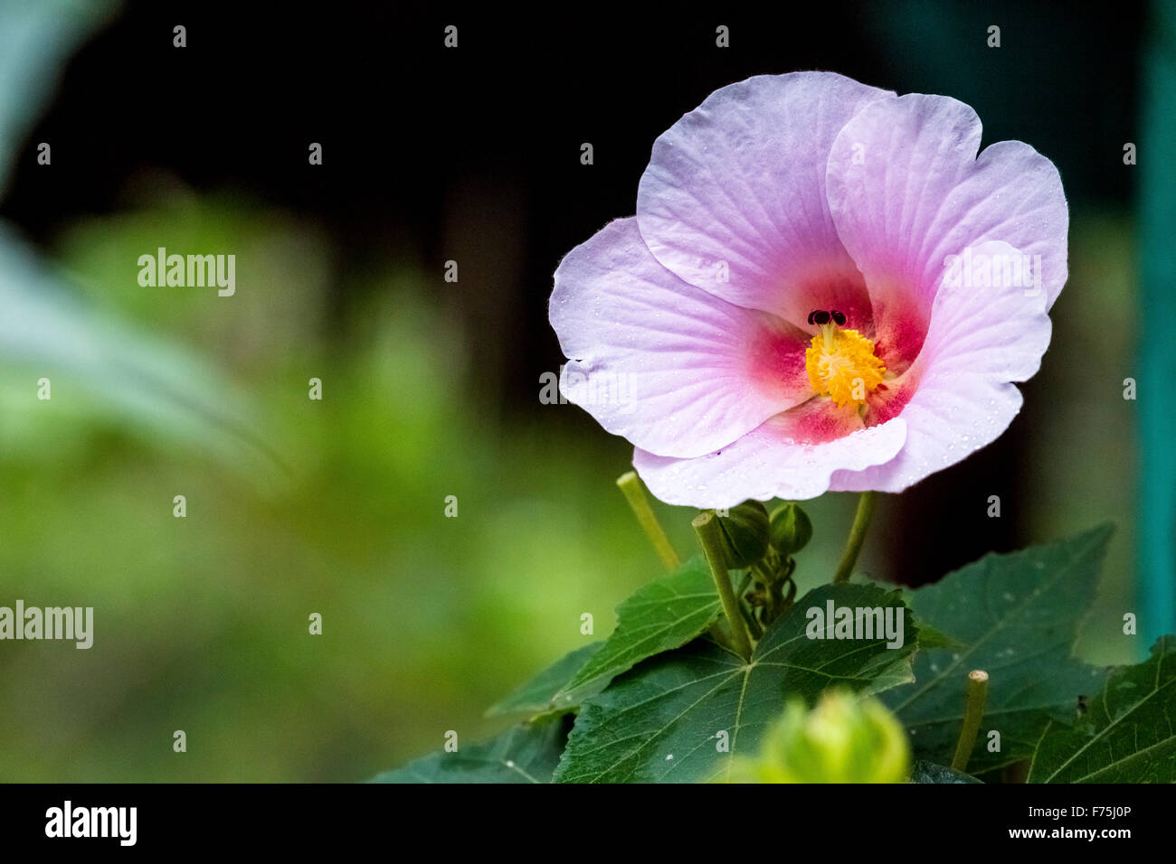 Hibiscus (Hibiscus), Cuba, Pinar del Rio, Cuba, North America Viñales ...