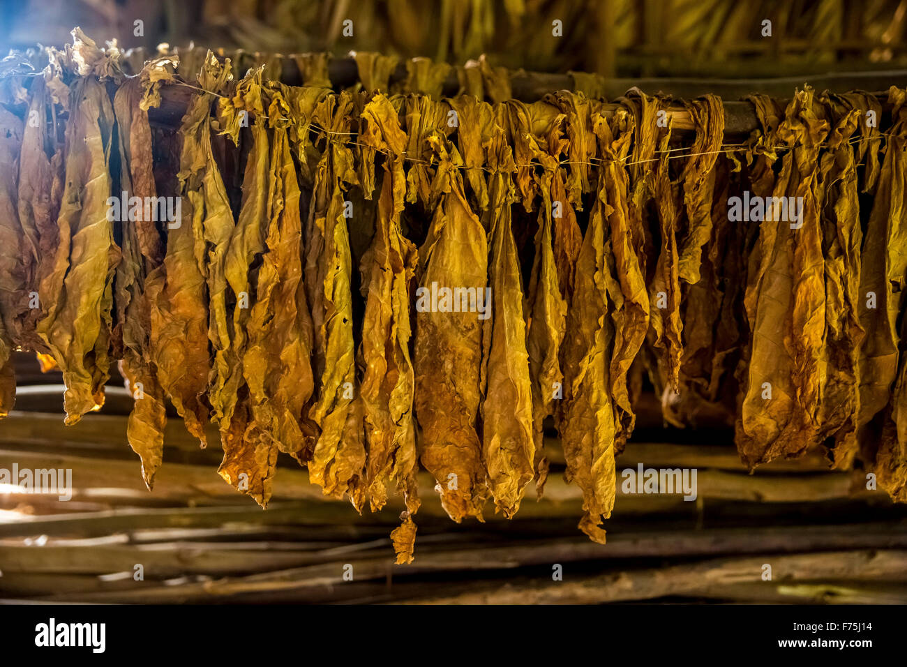 dried tobacco leaves in a tobacco barn, Tobacco Farm in Vinales Valley ...