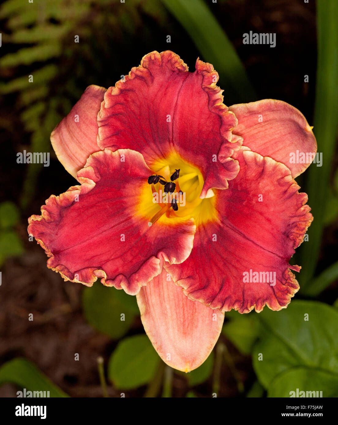 Stunning daylily 'Awesome Bob', deep red flower with salmon pink outer petals, yellow throat & ruffled edges, dark green background Stock Photo
