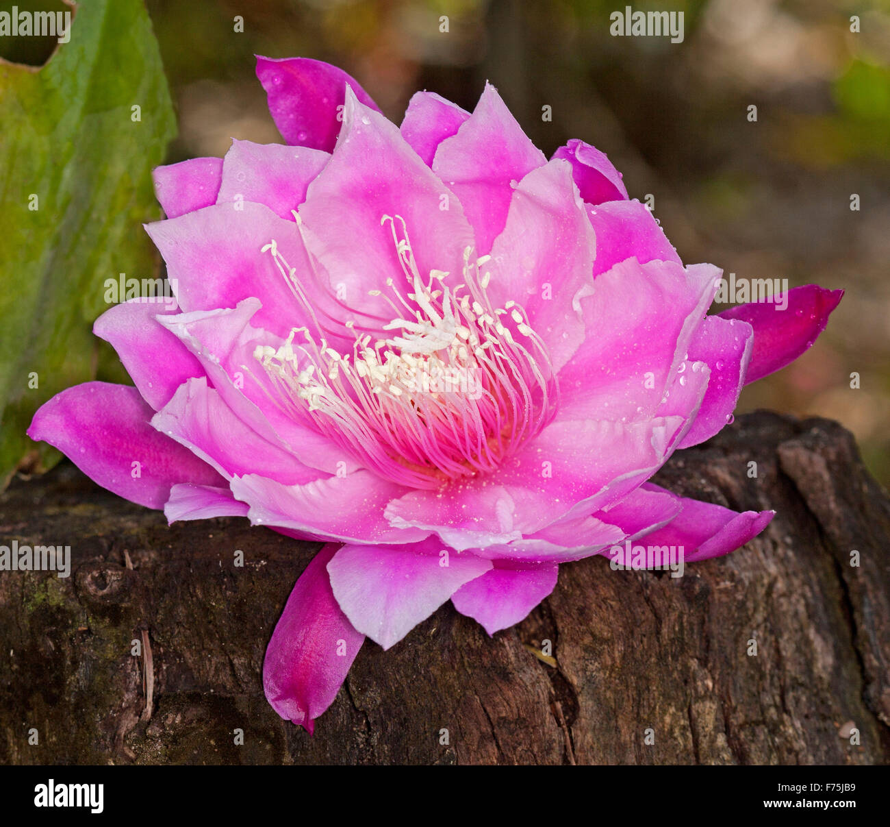 Spectacular large vivid pink flower of Epiphyllum cactus, shade-loving epiphytic plant Stock Photo
