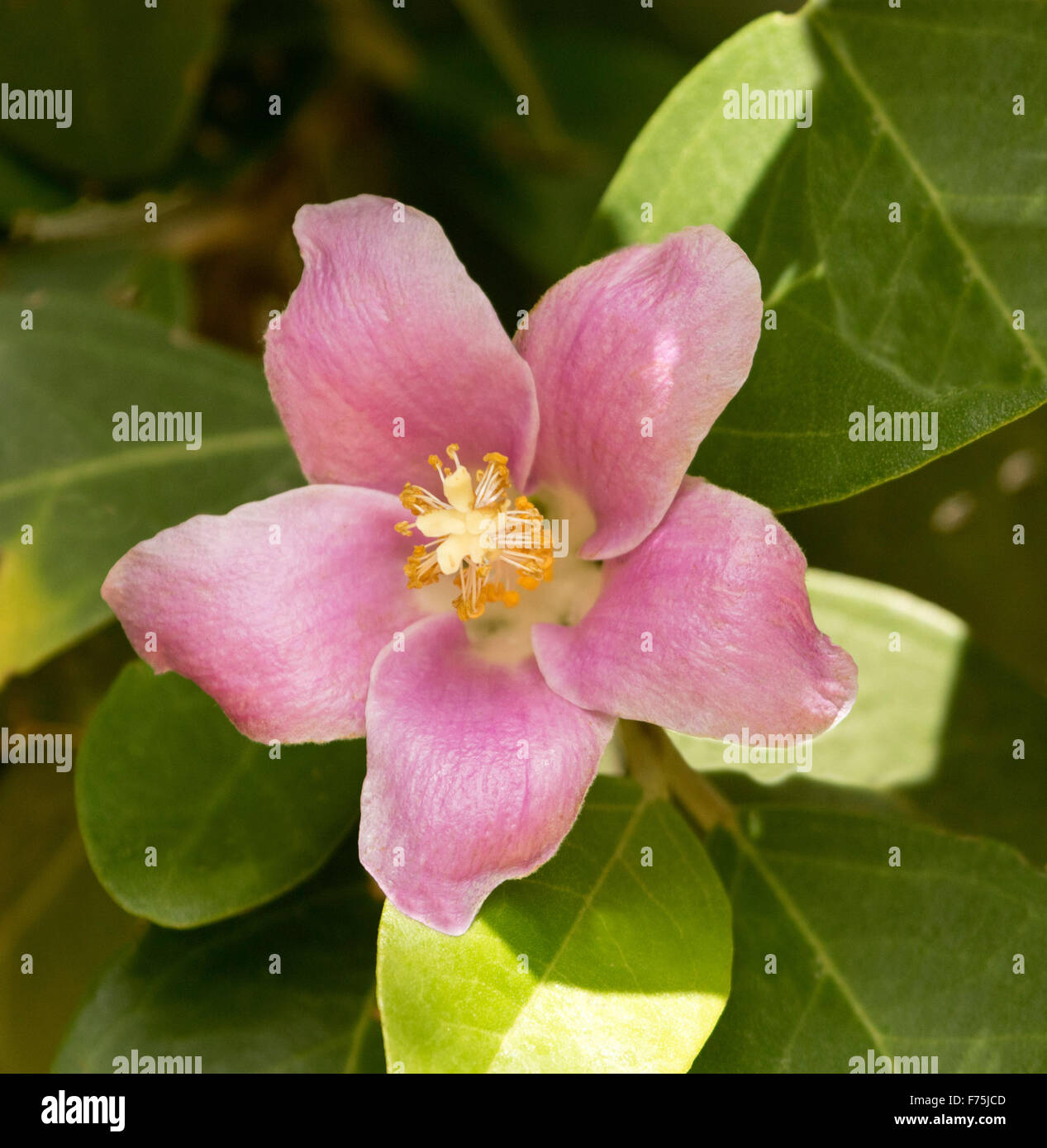 Beautiful pink flower surrounded by green leaves of Lagunaria patersonia,  Norfolk Island Hibiscus / Australian Pyramid tree Stock Photo