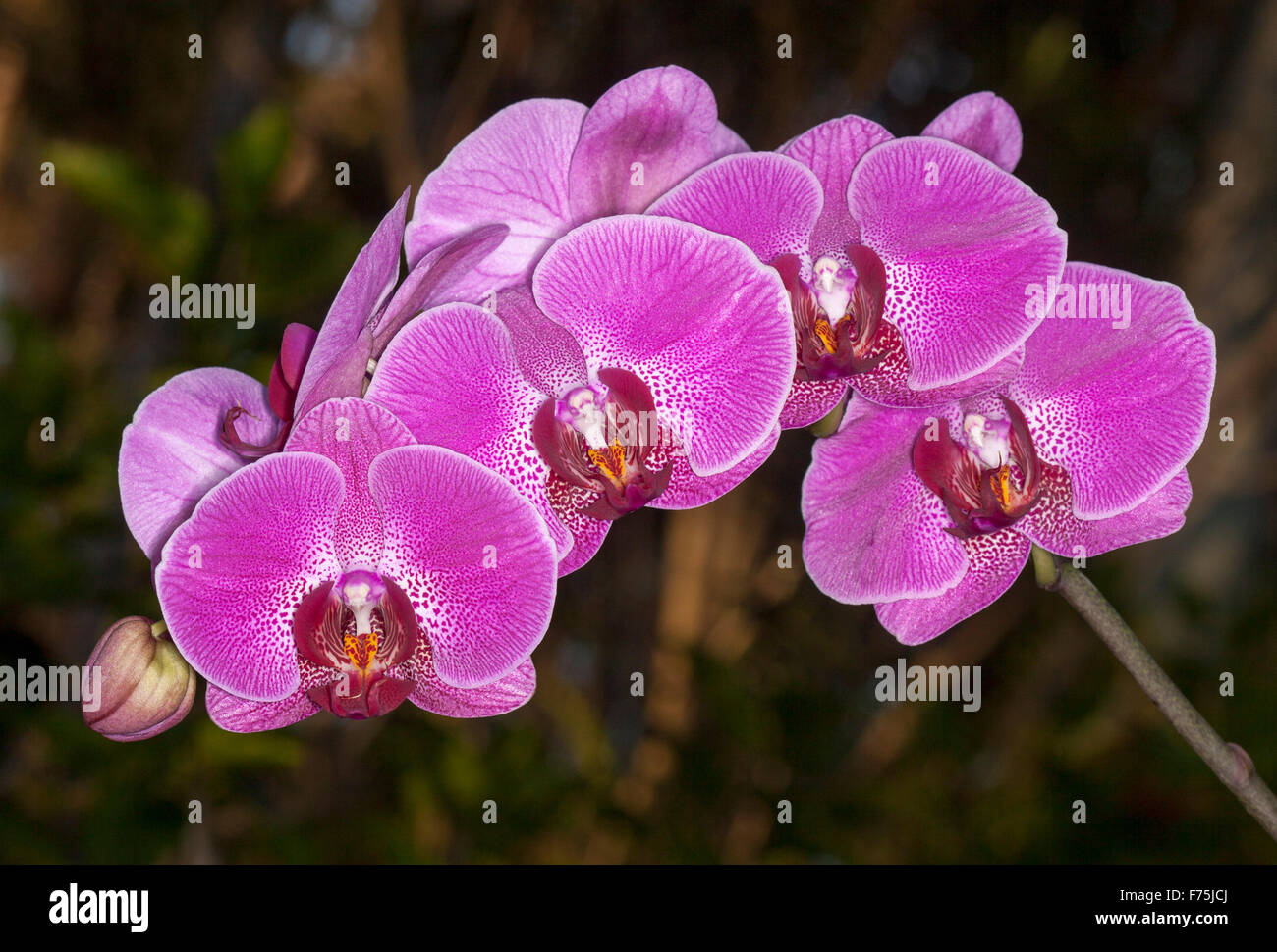 Large spray of bright magenta / purple flowers with white spotted throats of Phalaenopsis moth orchid against dark background Stock Photo