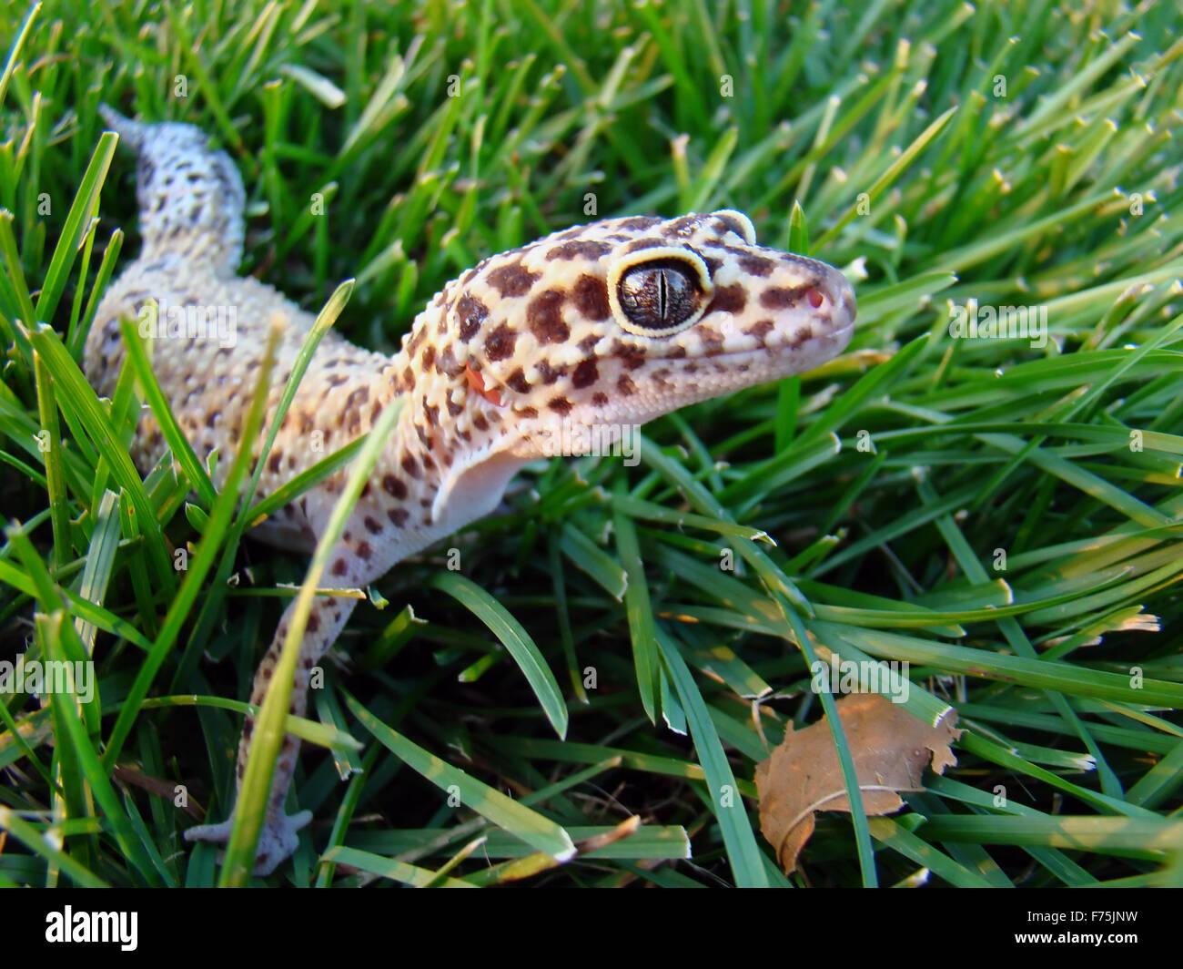 leopard gecko Stock Photo