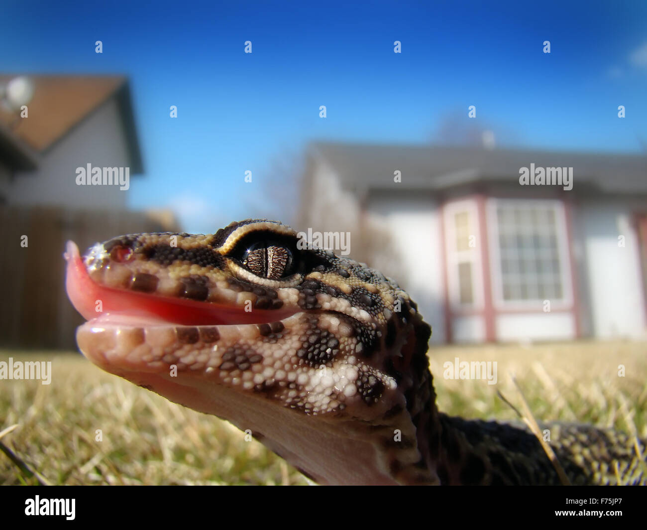 leopard gecko Stock Photo