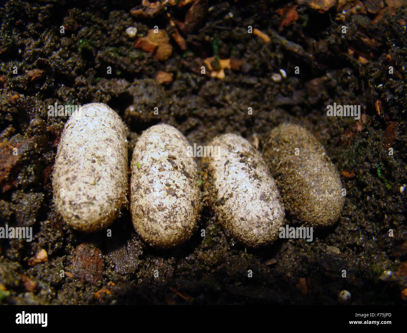 gecko eggs Stock Photo Alamy