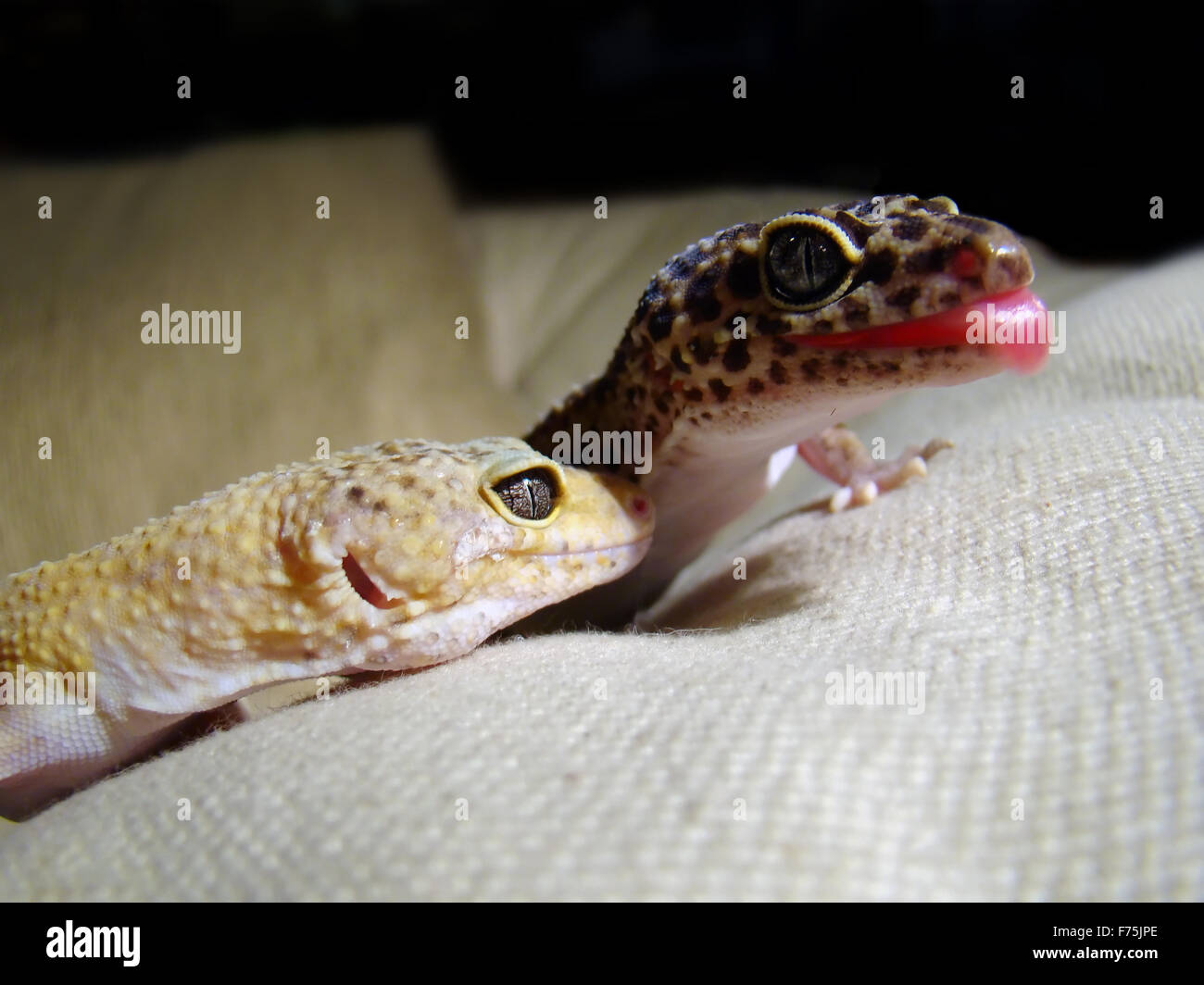 geckos Stock Photo