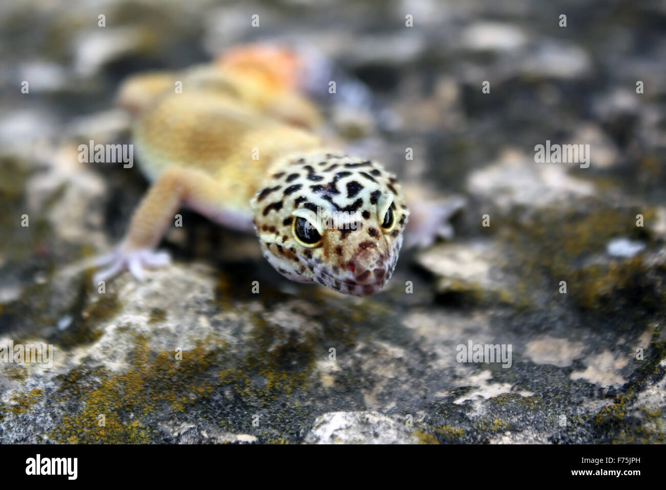 Baby leopard gecko hires stock photography and images Alamy