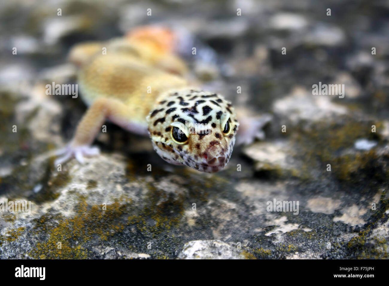 tangerine leopard gecko Stock Photo
