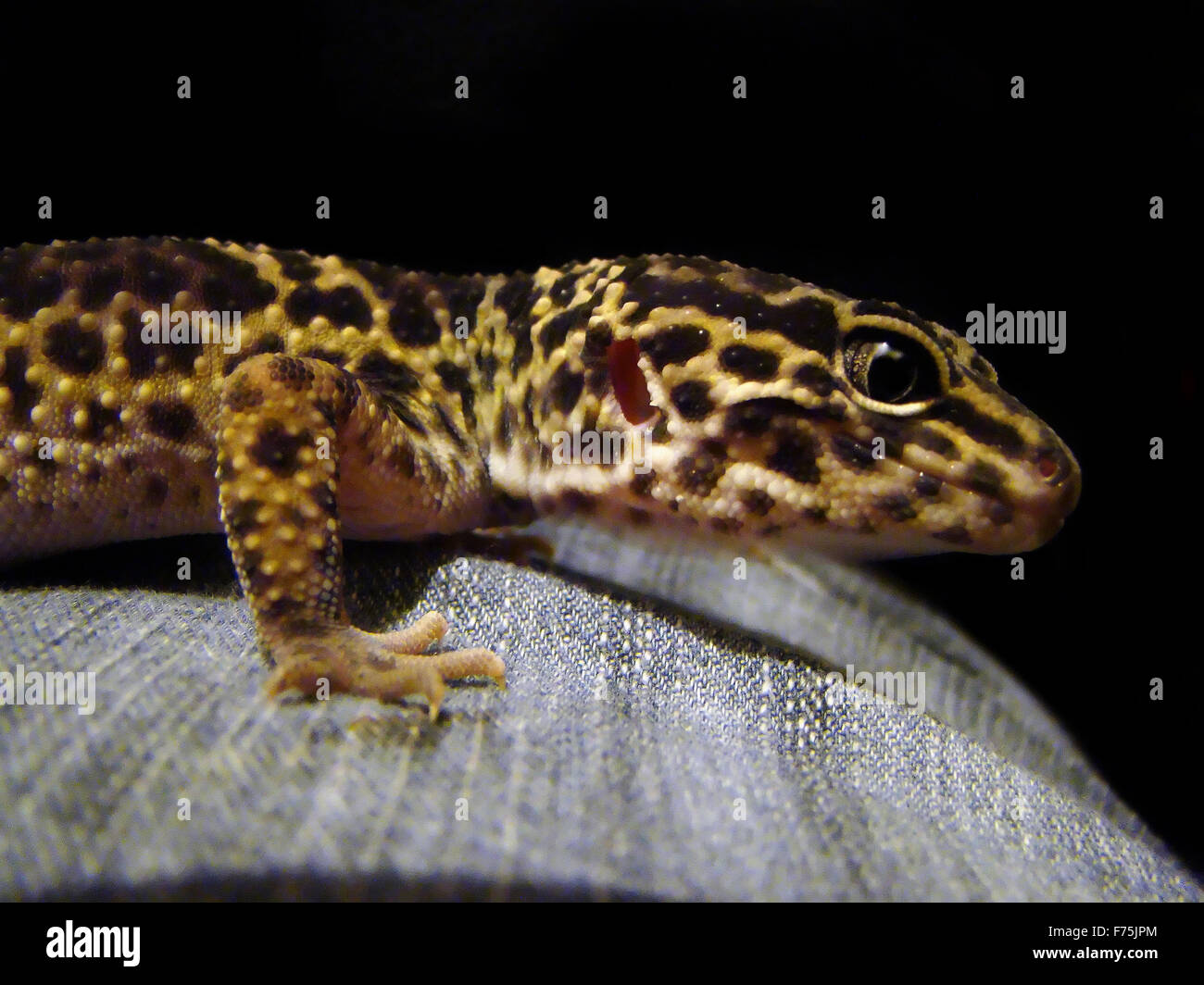 leopard gecko Stock Photo