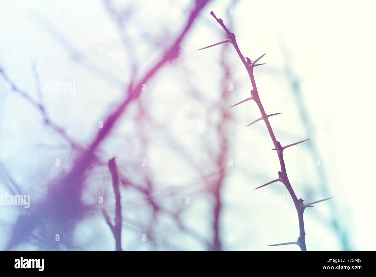 Closeup of winter thorn branch in the wilderness with vintage hipster filter and blur background. Stock Photo