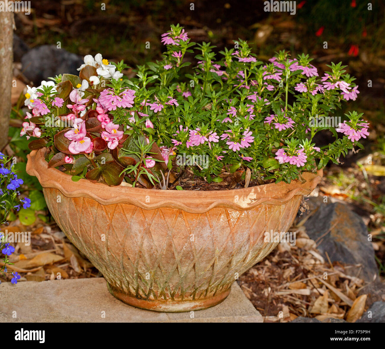 Large decorative terracotta container with Scaevola aemula,'Pink Charm' , an Australian native plant, flowering profusely Stock Photo