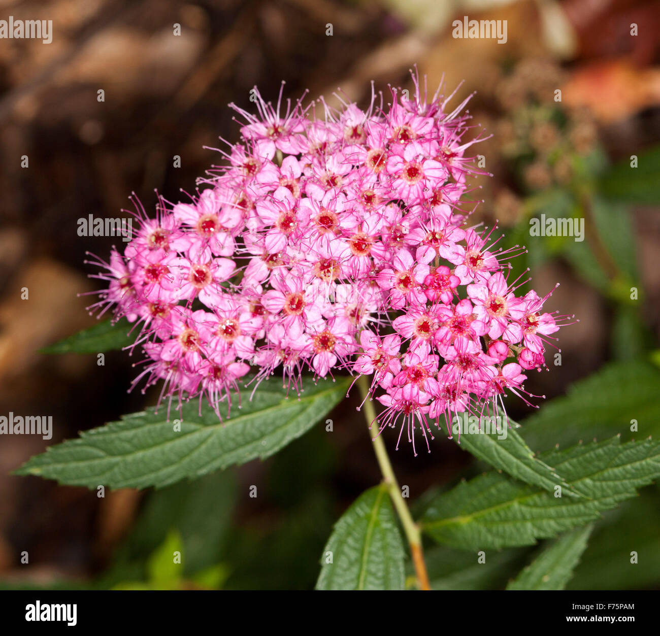 Cluster of red / pink flowers & green leaves of deciduous shrub Spiraea japonica 'Anthony Waterer', May bush, against dark background Stock Photo