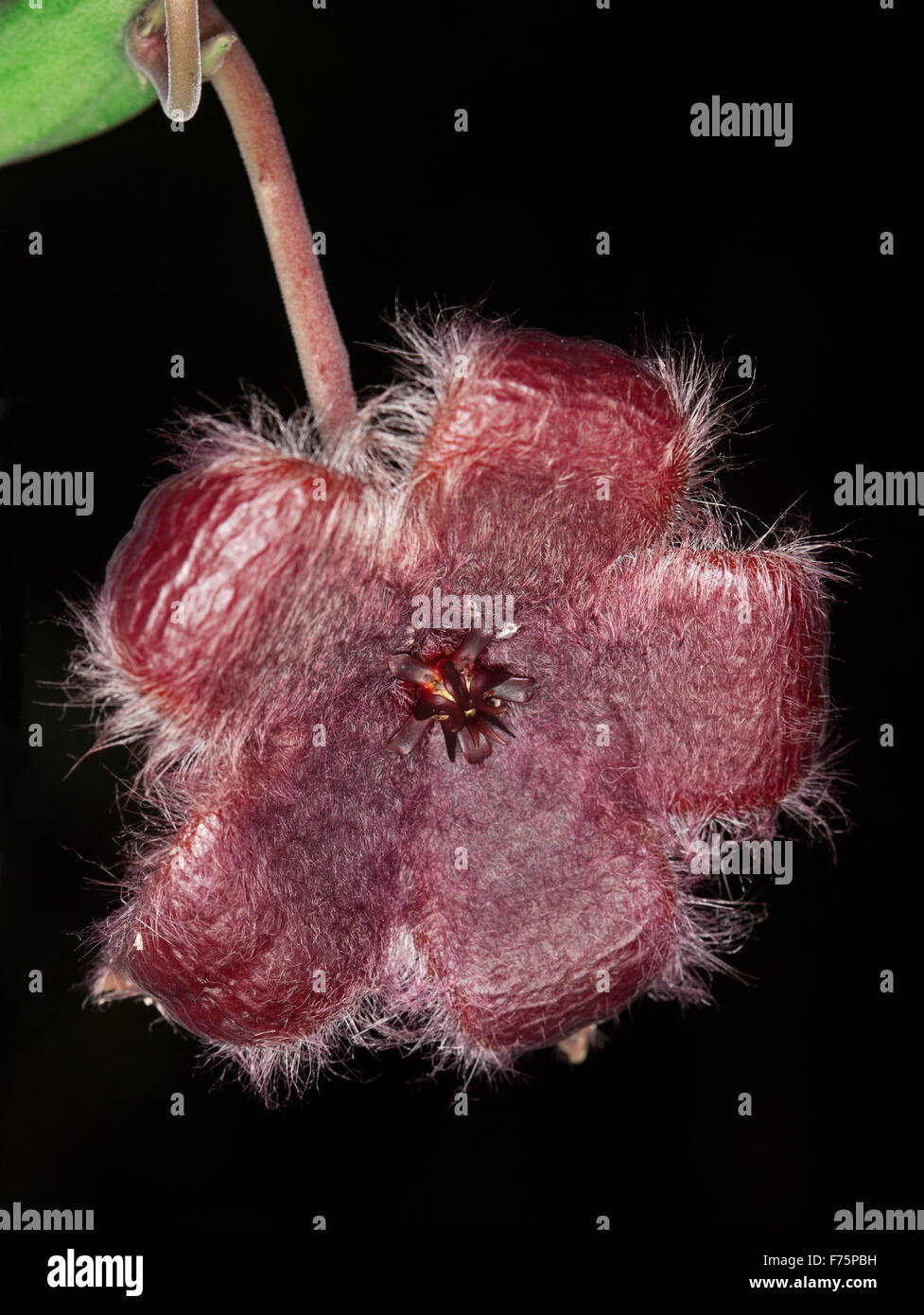 Unusual dark red hairy flower of drought tolerant succulent plant Stapelia obducta against dark / black background Stock Photo