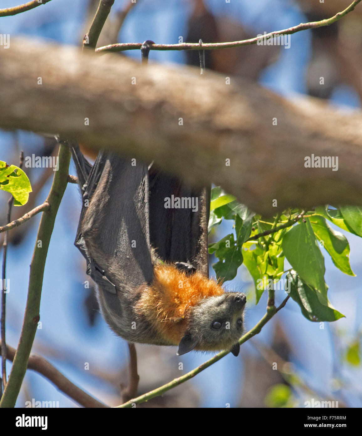 Australian greyheaded fruit bat / flying fox, Pteropus poliocephalus