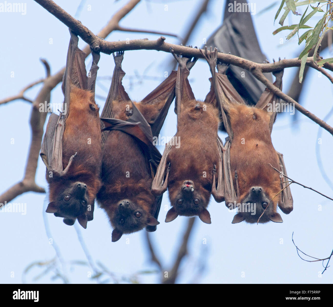Group of grey-headed fruit bats / flying foxes, Pteropus poliocephalus, hanging in native trees against blue sky, in Australia Stock Photo