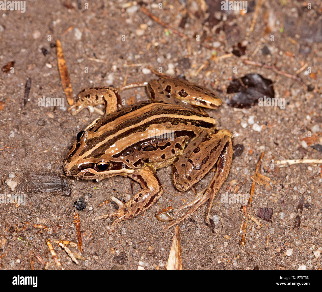 Australian brown striped marsh frog, Limnodynastes peronii, with eyes and large feet visible on ground near garden pond Stock Photo