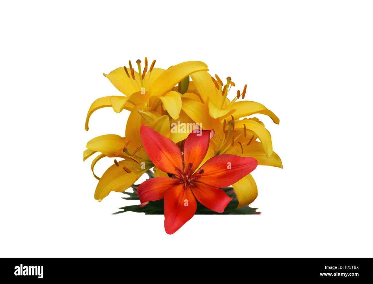Yellow and red flowers stock photo alamy