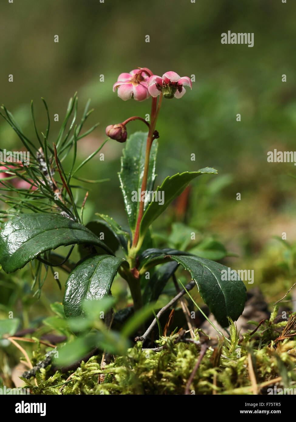 Flowerig Umbellate Wintergreen (Chimaphila umbellata) in conifer forest in Helsinki, Finland Stock Photo