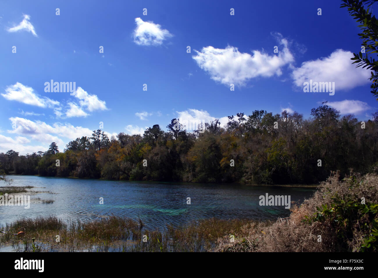 rainbow springs state park Stock Photo Alamy