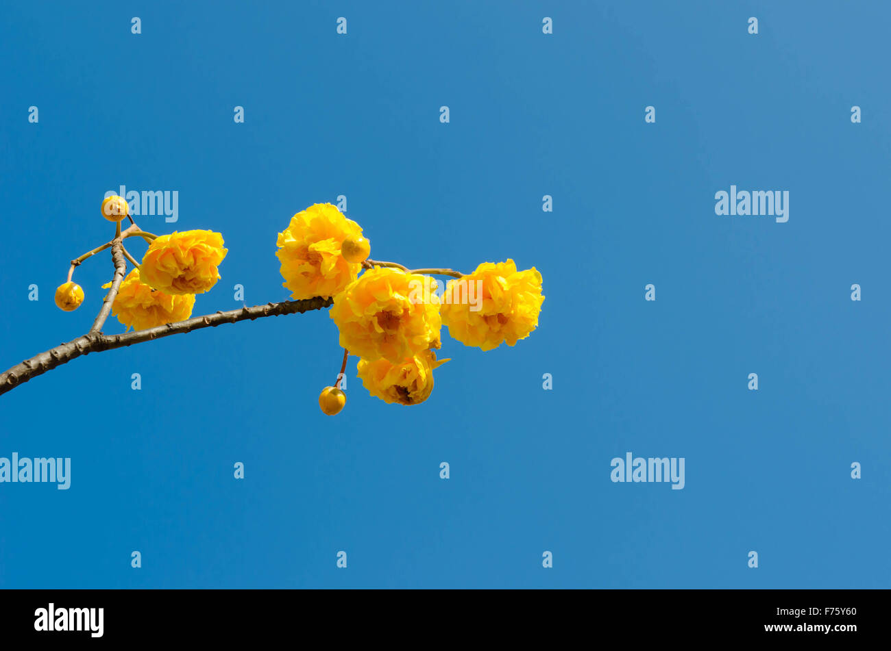 Yellow Cotton Tree over blue sky ( Cochlospermum religiosum Alston ) Stock Photo
