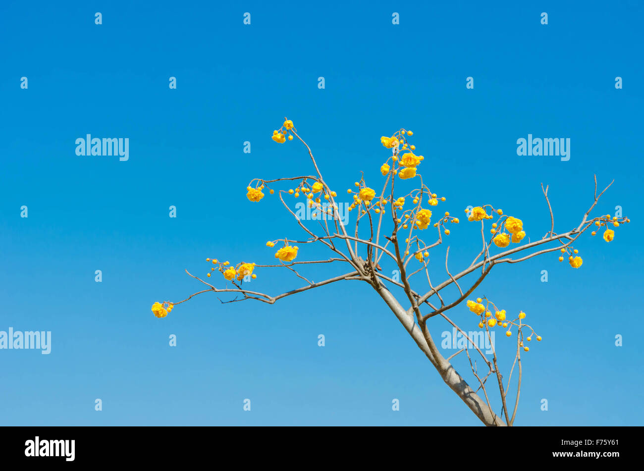 Yellow Cotton Tree over blue sky ( Cochlospermum religiosum Alston ) Stock Photo