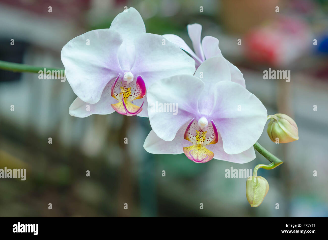 close up white with purple orchid flower  in green garden Stock Photo