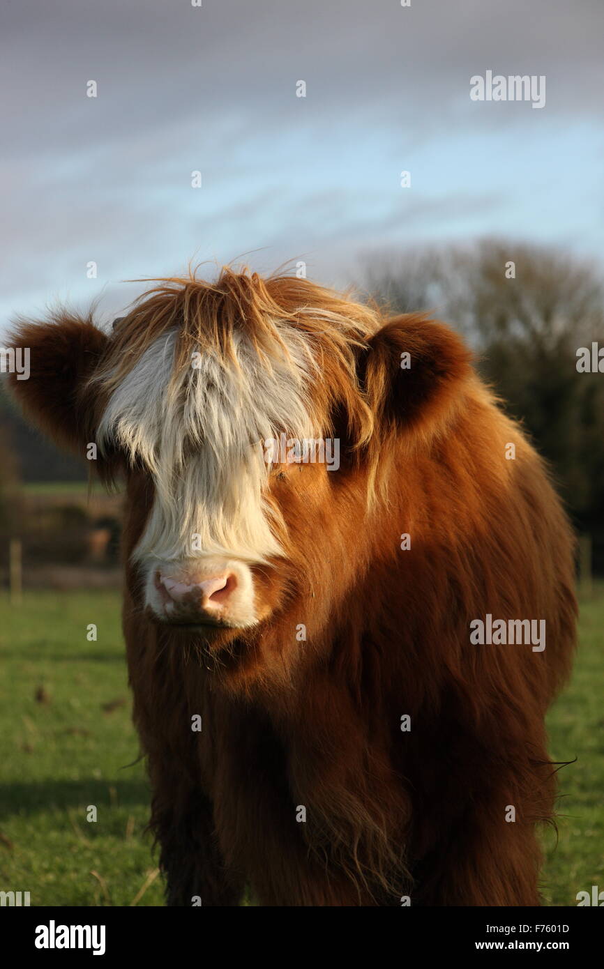evening winter sun head and shoulders of a highland cross bull calf no  horns, moody sky,green fields farming cattle bovine Stock Photo - Alamy