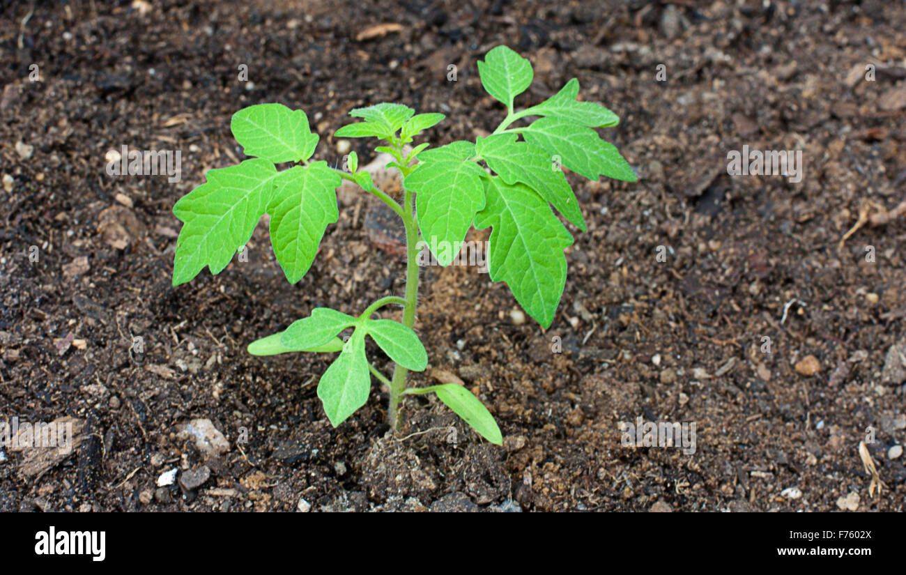 a young tomato plant growing in the garden Stock Photo Alamy