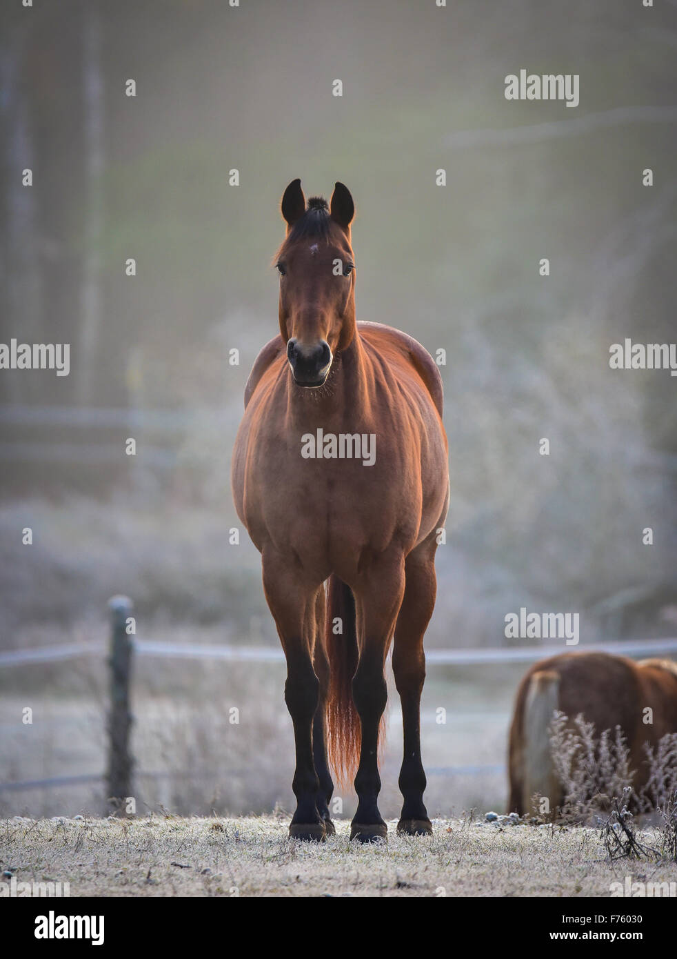 Single Horse standing still looking at camera, mares and stallions in their corral Stock Photo