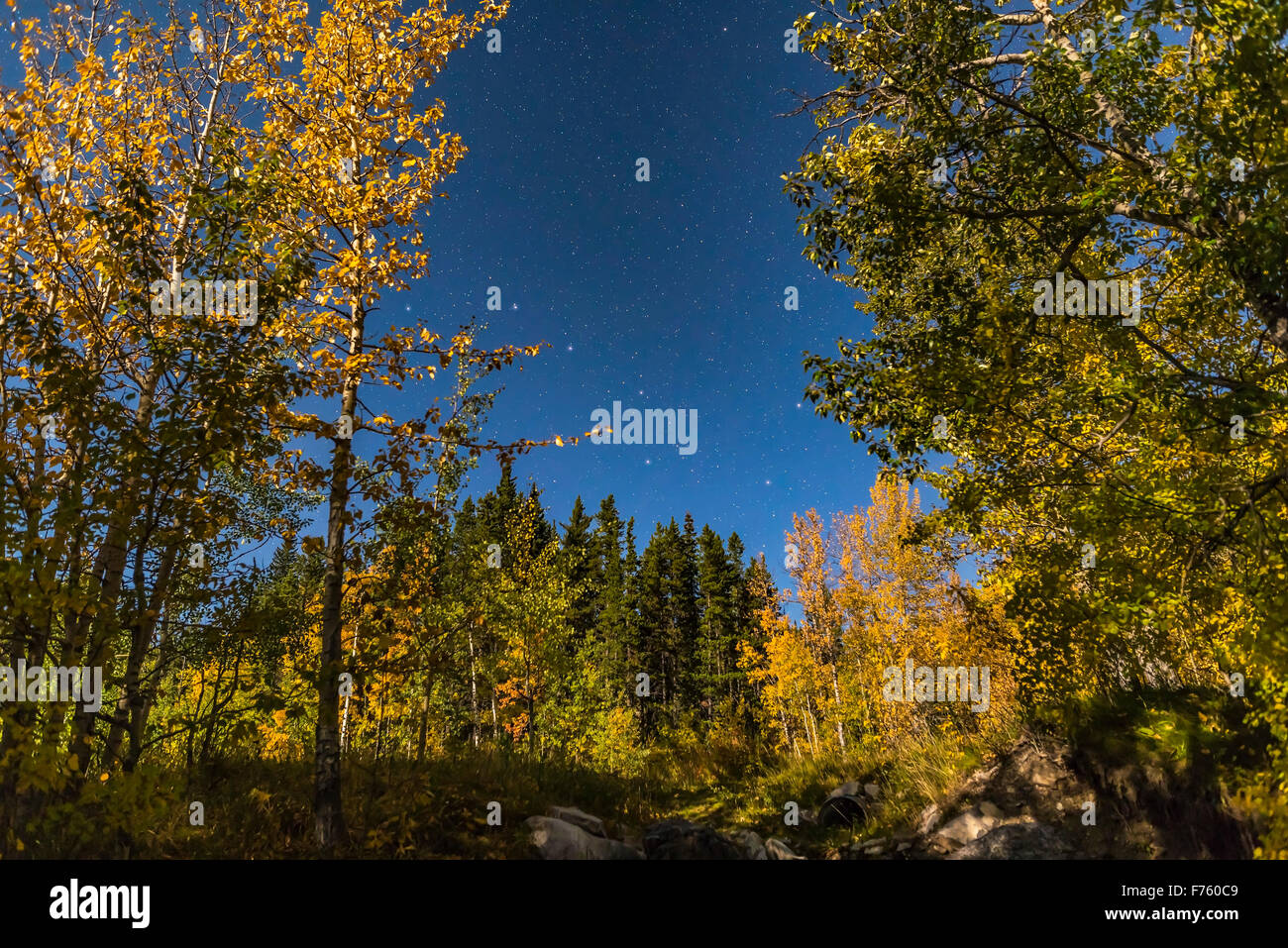The Big Dipper low in the north on a moonlit autumn night, with the aspen trees in full autumn colour. I shot this at Elboe Fall Stock Photo