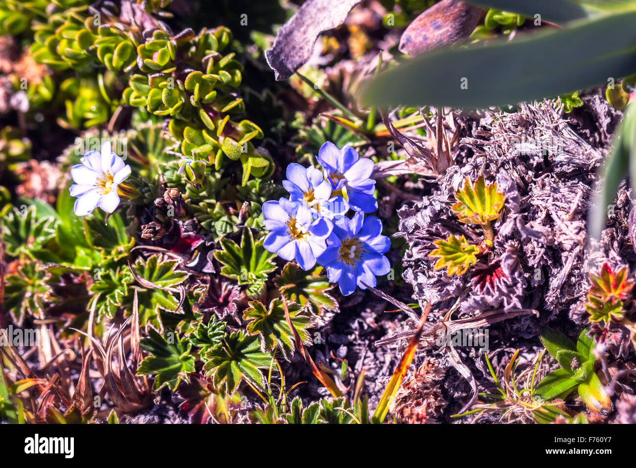 Ecuador flower andes mountain hi-res stock photography and images - Alamy
