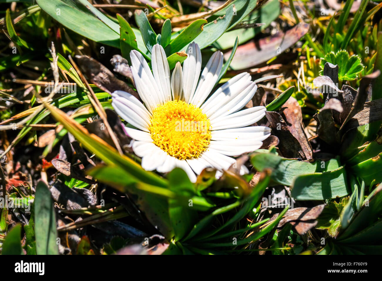 Ecuador flower andes mountain hi-res stock photography and images - Alamy